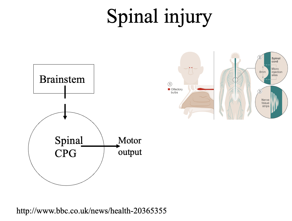 <ul><li><p>injury→ paralysis and other dysfunction (spasticity, chronic pain etc)</p></li><li><p>where the descending inputs have been lost</p></li><li><p>therefore: shows how descending inputs are needed to <strong>activate</strong> and <strong>modulate</strong> locomotor activity</p><ul><li><p>therefore: to treat spinal cord injury→ need to attempt to restore these inputs</p></li></ul></li></ul><p></p>