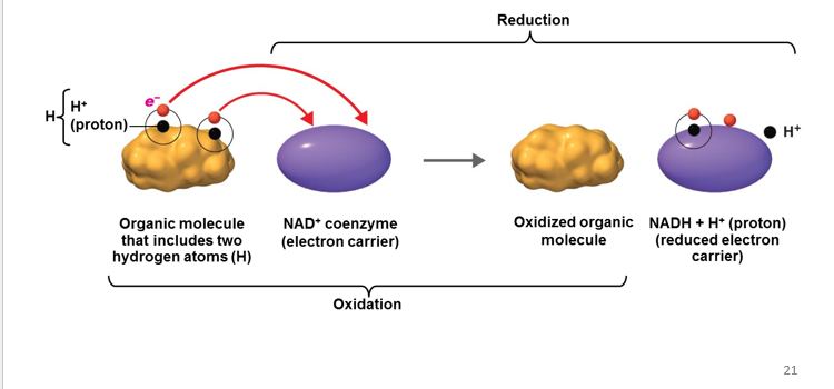 <p>Oxidation </p>