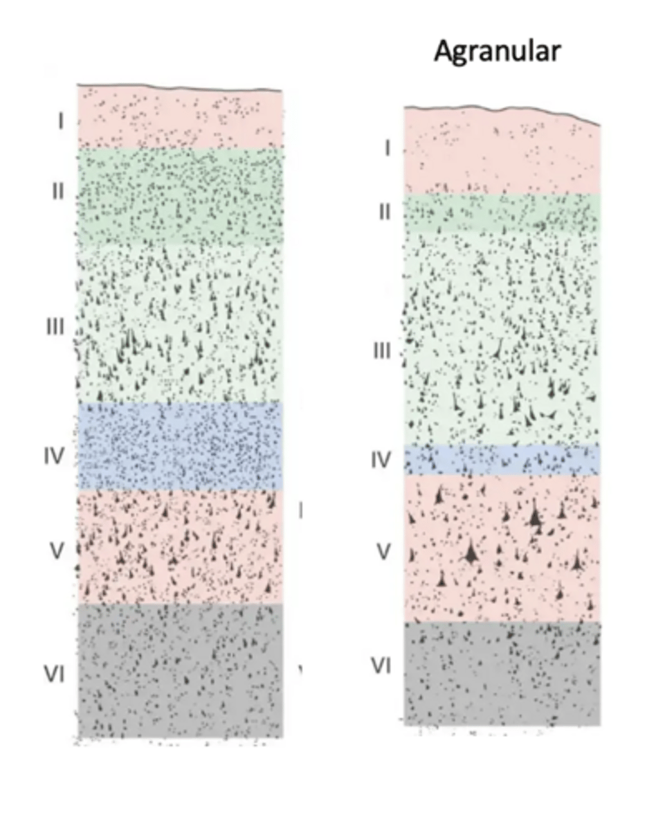 <p>Layer IV (the granular layer) is largely absent, and layer III is relatively thin.</p><p>These two layers normally form the main ascending (info coming into the brain) sensory processing pathways so their reduction indicates that the motor cortex does not engage in serial reprocessing of incoming sensory information.</p>