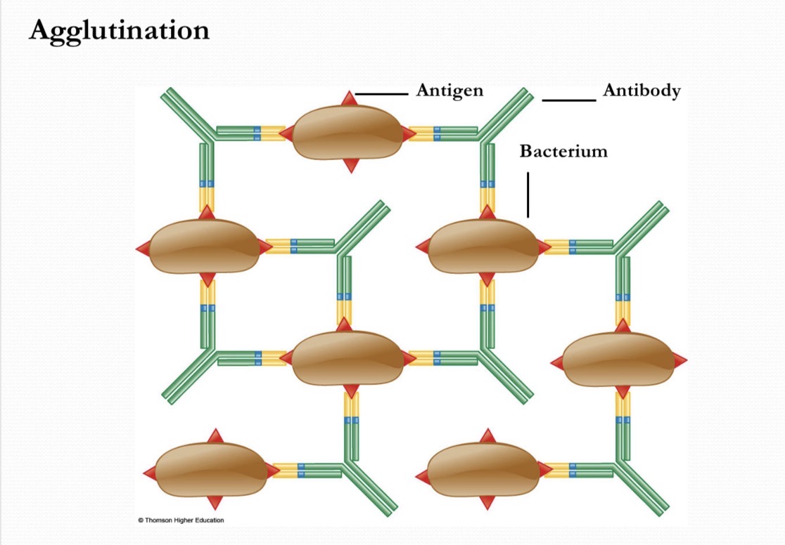<p>Antibodies can immobilize with the antigen via</p>