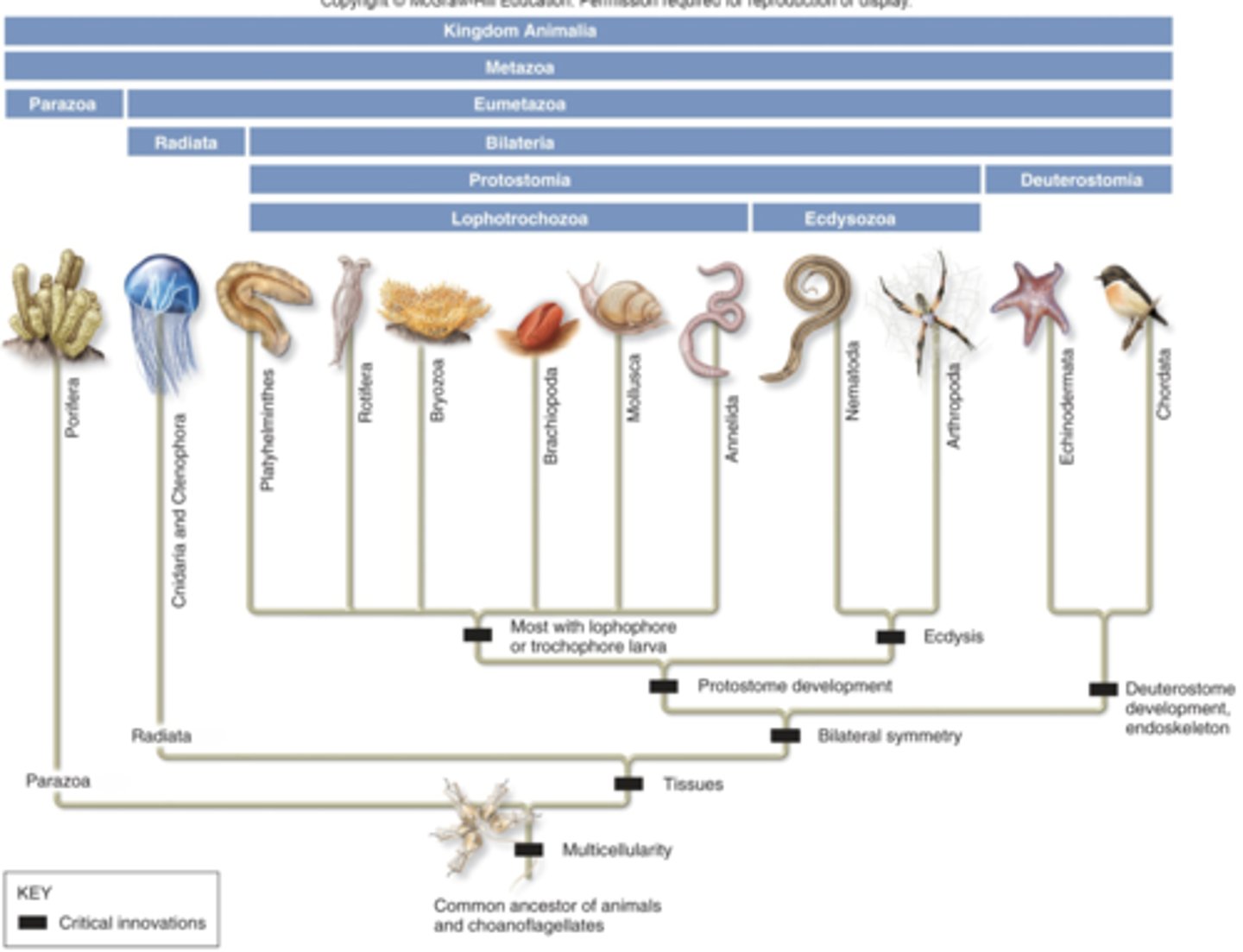 <p>- >1.7 million </p><p>- animals --> monophyletic groups </p><p>- 35 phyla </p><p>- more similar w/ animal genomes than other kingdoms</p>