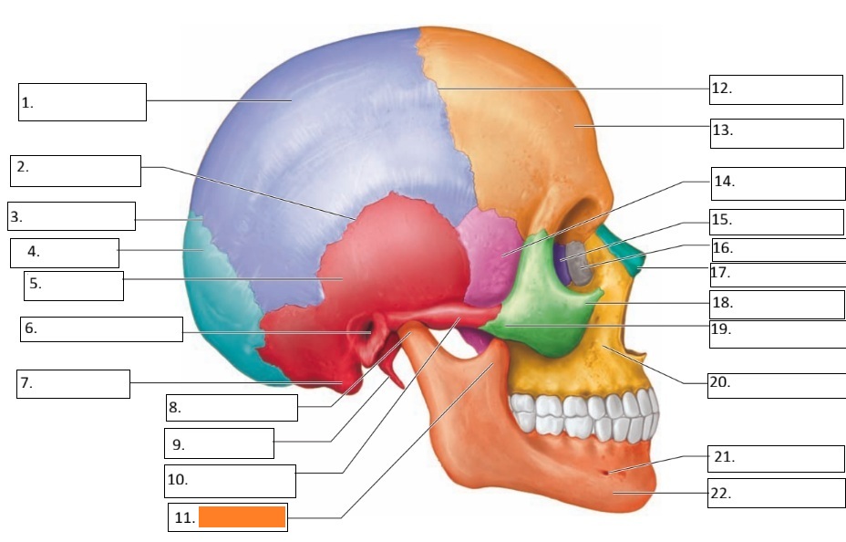 <p>11</p>