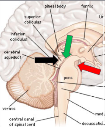 <p><strong><em>Colliculus superior+colliculus inferior</em></strong></p>
