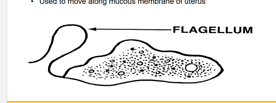 <p>extensions that resemble a <strong>long</strong> and<strong> solitary cilium sh. </strong>essentially a tail attached to a cell<strong> </strong></p><p>function: helps cell move</p>