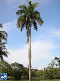 <p>Royal Palm</p>