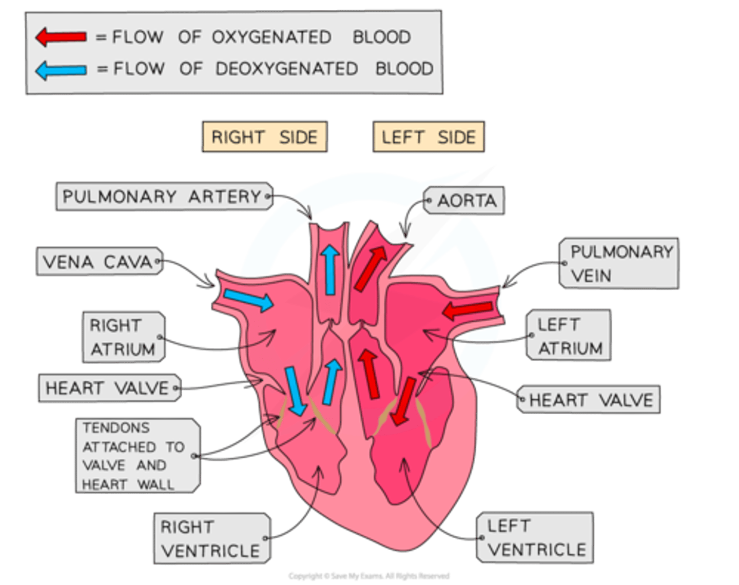 knowt flashcard image