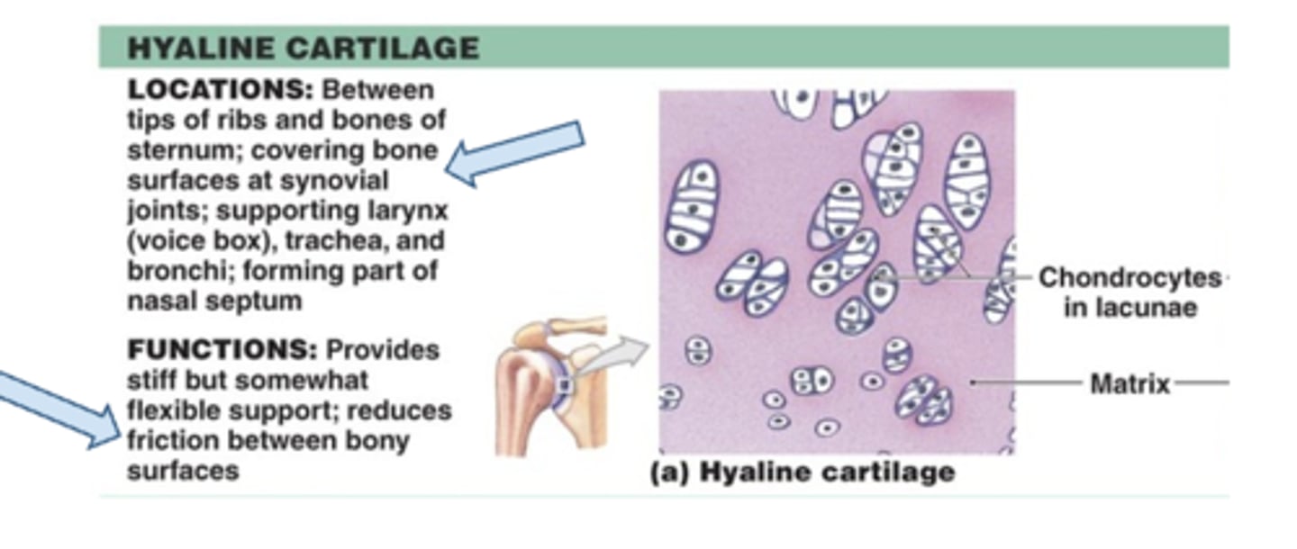 <p>Chondrocytes &amp; matrix</p><p>avascular - if its gone its gone</p>