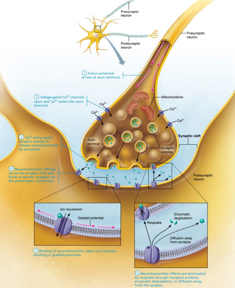<ul><li><p>Instead of a Gap Junction it releases a chemical, ‘neurotransmitters’ into the Synaptic Cleft.</p></li><li><p>Neurotransmitters float across the Synaptic Cleft and enter a post-synaptic cell.</p></li><li><p>Slow/controlled</p><ul><li><p>e.g., Neuromuscular Junction</p></li></ul></li></ul><p></p>