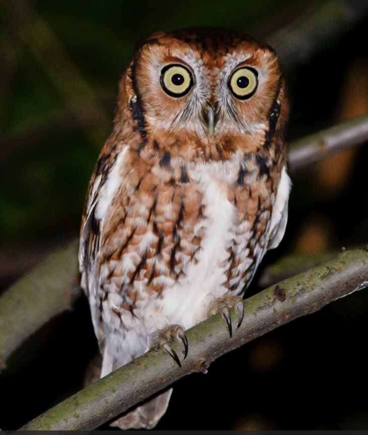<p></p><p>Eastern Screech-Owl</p><p>(yellow eyes, gray or red body, yellow beak, small ear tufts)</p><p><em>*Eeny-weeny= small ear tufts=Eastern screech owl</em></p>
