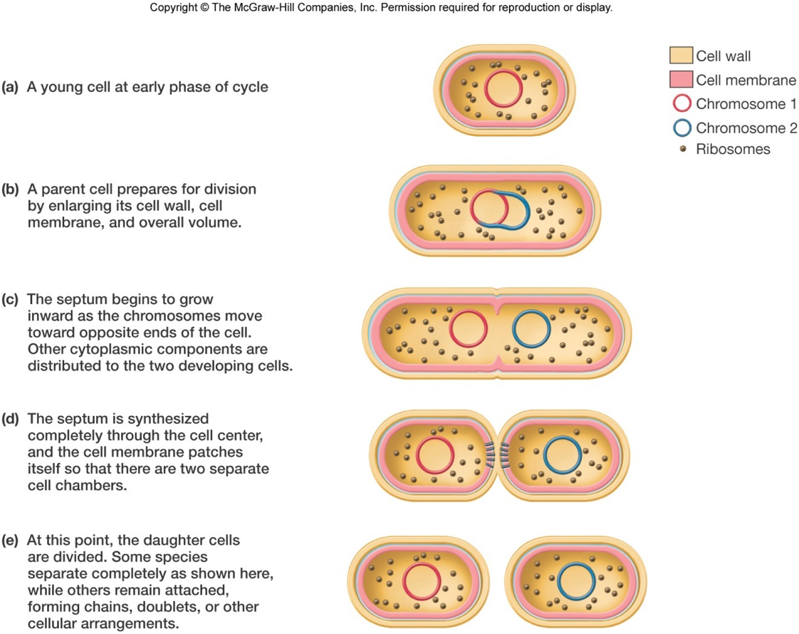 <p>Pinches the cell down the middle, splitting it into two genetically identical cells.</p>