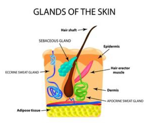<p>sweat glands</p>