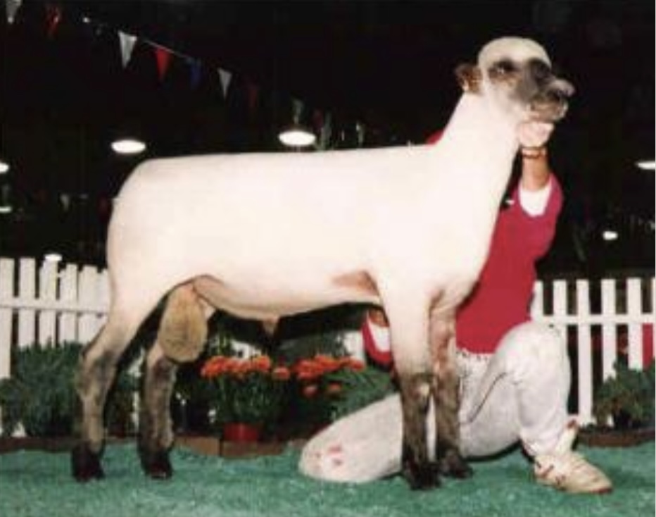 <ul><li><p>﻿﻿one of the largest breeds of one of the largest breeds of sheep.</p></li><li><p>Breed categories: <u>medium wool</u>, meat, down</p></li><li><p>Distribution: UK, North America, Europe,South America</p></li></ul>