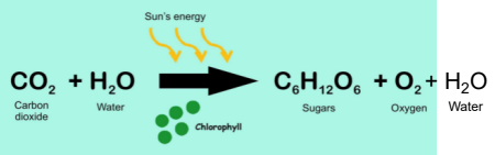 <p>Think: Energy + gas + water in ——&gt; Energy + gas + water out</p>