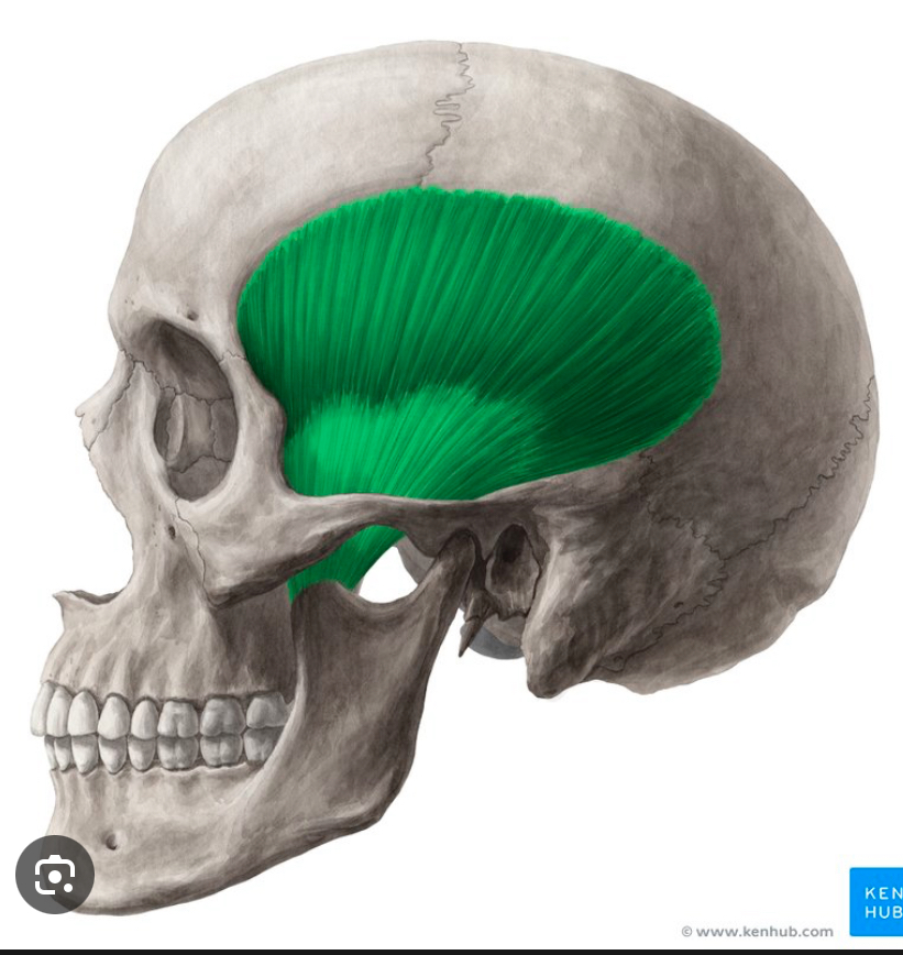 <p>Identify the highlighted muscle</p>