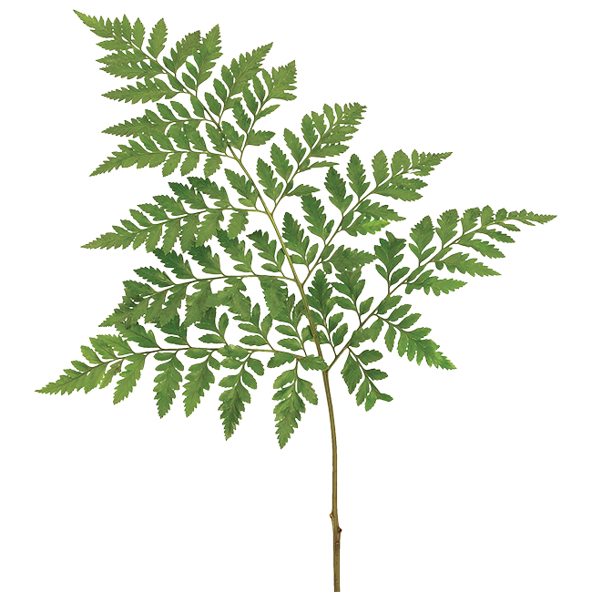 <p>Common Name:</p><p>Scientific Name: </p><p>Flower Type:</p>