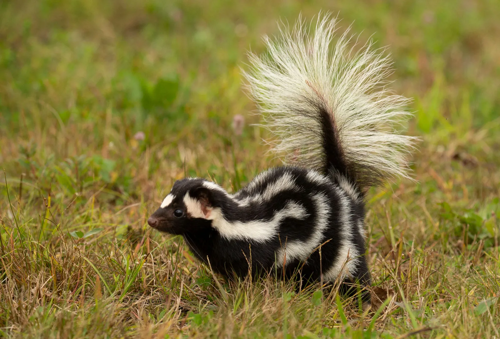 <p>Spotted Skunk</p>