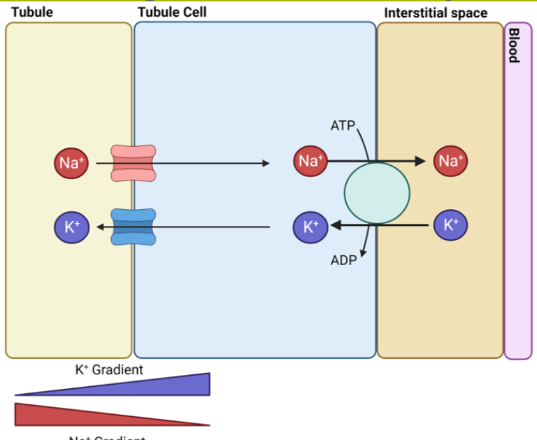 <p>explain how salt reabsorbtion occurs in the colecting duct </p>