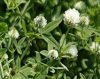 <p>annual; tolerant of wet soils; rarely causes bloat; requires high fertility and boron</p>