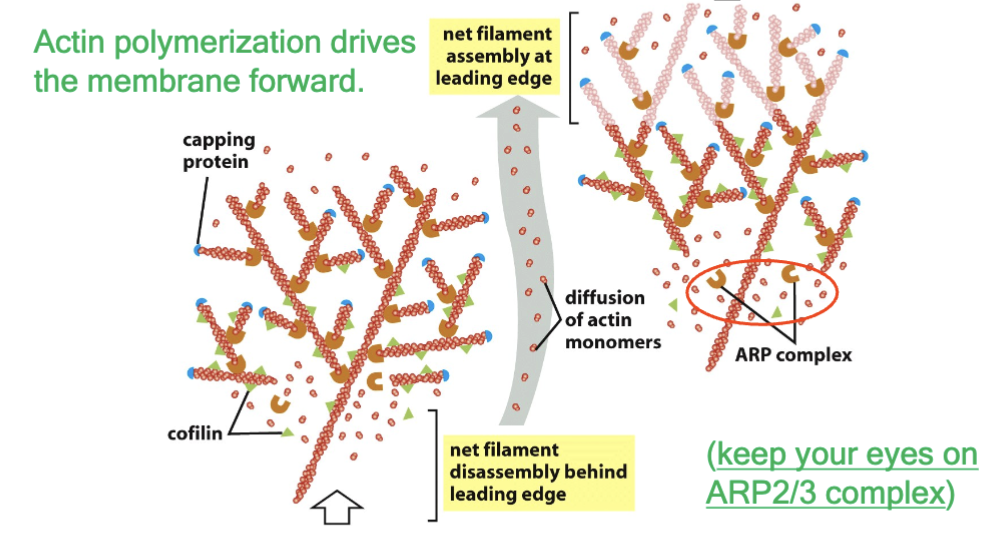 <p>universal principle of cell motility: assembly of ____________ at the leading edge. Actin polymerization drives the membrane forward. net filament assembly at leading edge and net filament disassembly behind leading edge. At the leading edge, actin is forming in the absence of cofilin</p>
