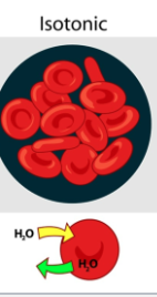 <p>Solutions with equal concentration of solute.</p>