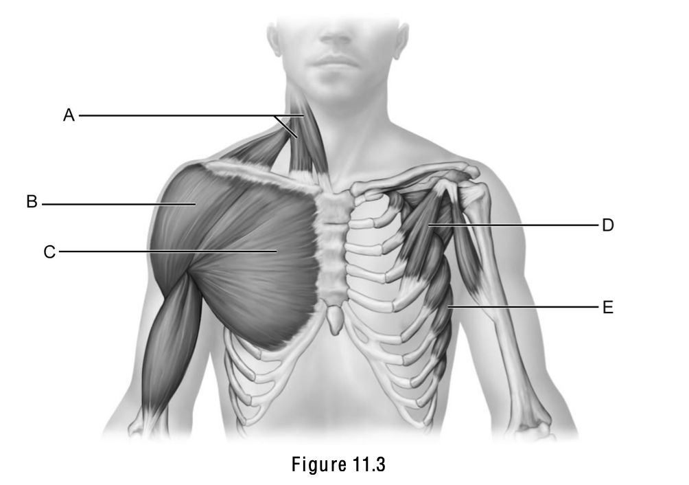 <p>Pectoralis major is letter ___.</p>