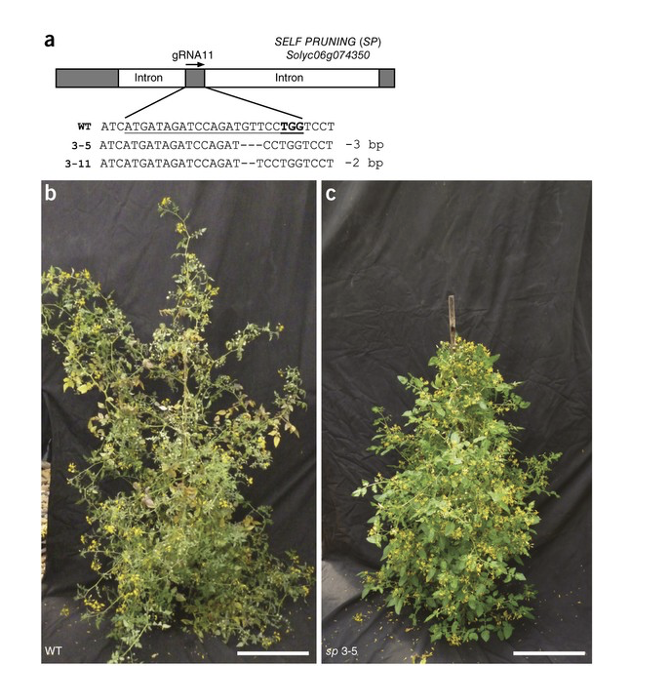 <ol><li><p>Took wild progenitor of tomato</p></li><li><p>Disrupted size genes known from studies that were known to→ domestication</p></li><li><p>Compared to wild type</p></li></ol><p>Results:</p><p>→ increased bushiness of plant</p><p>→ 3x fruit size</p><p>→ 10 x fold number of single experiment </p><p>→ x5 nutrition</p><p></p><p></p>