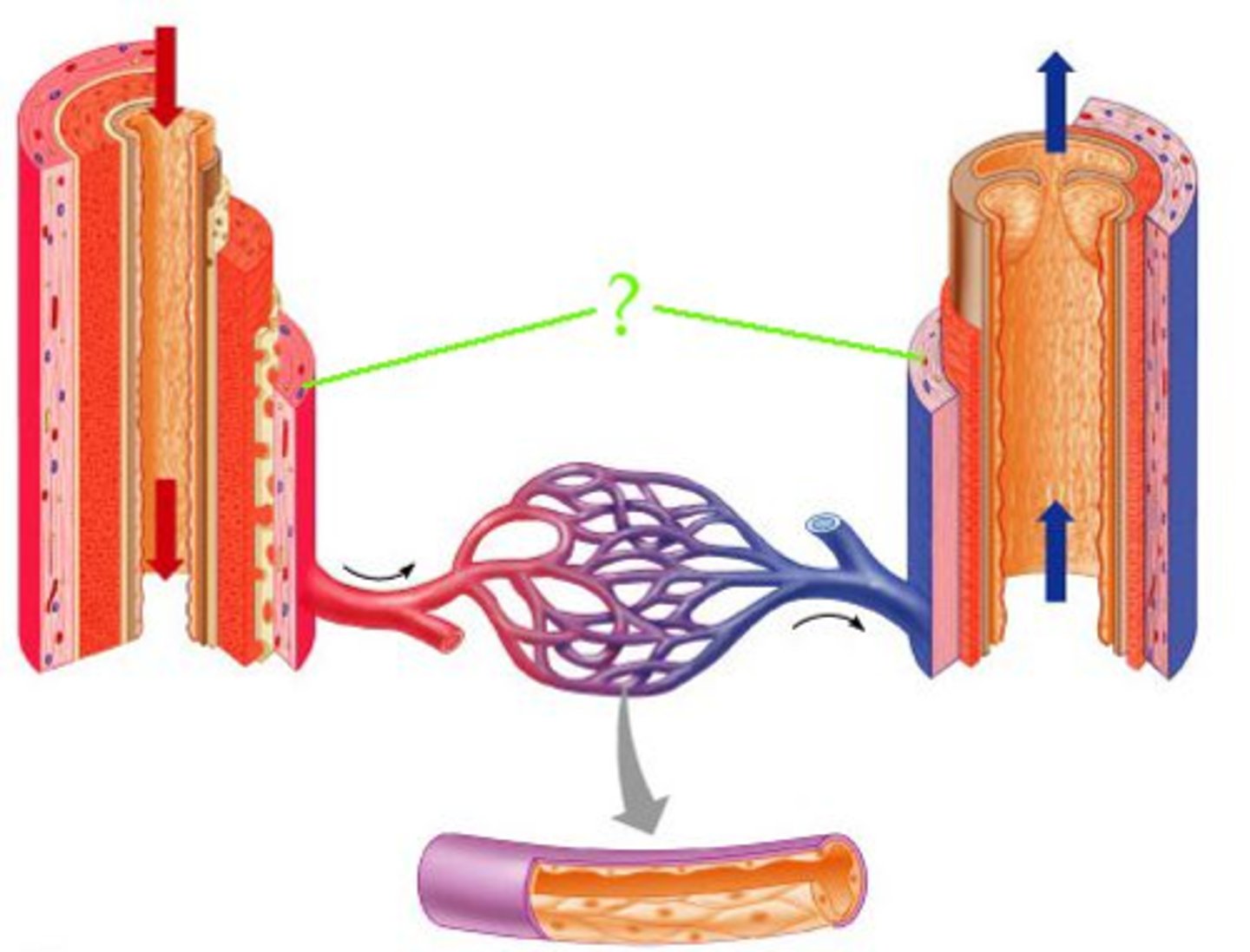 <p>Identify the indicated layer of the wall of the blood vessel.</p>