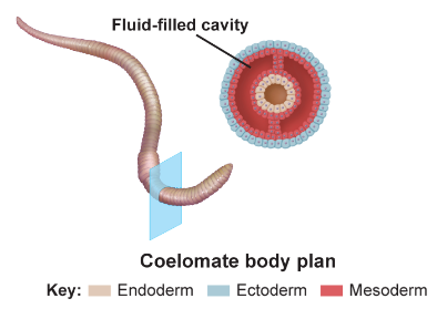 <p>mesoderm-lined, fluid-filled cavity between gut and outside wall (example: mollusks)</p>