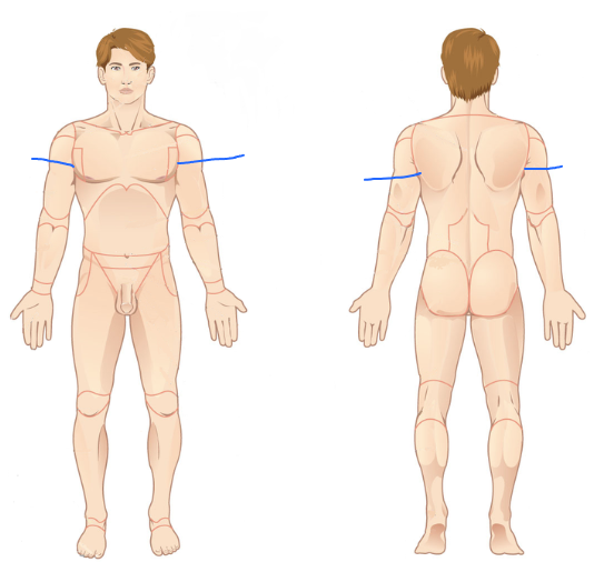 <p>What is the name of this region? (Armpits)</p>