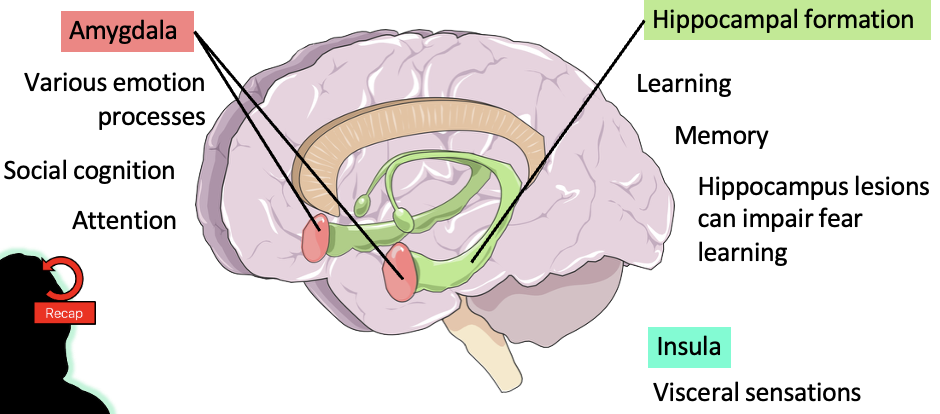 <p>these are the brain regions of interest:</p><ul><li><p>amygdala </p></li><li><p>hippocampal formation </p></li><li><p>insula </p></li></ul><p></p>