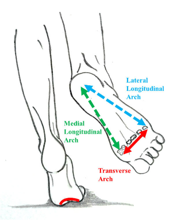 <p>lateral longitudinal arch</p>
