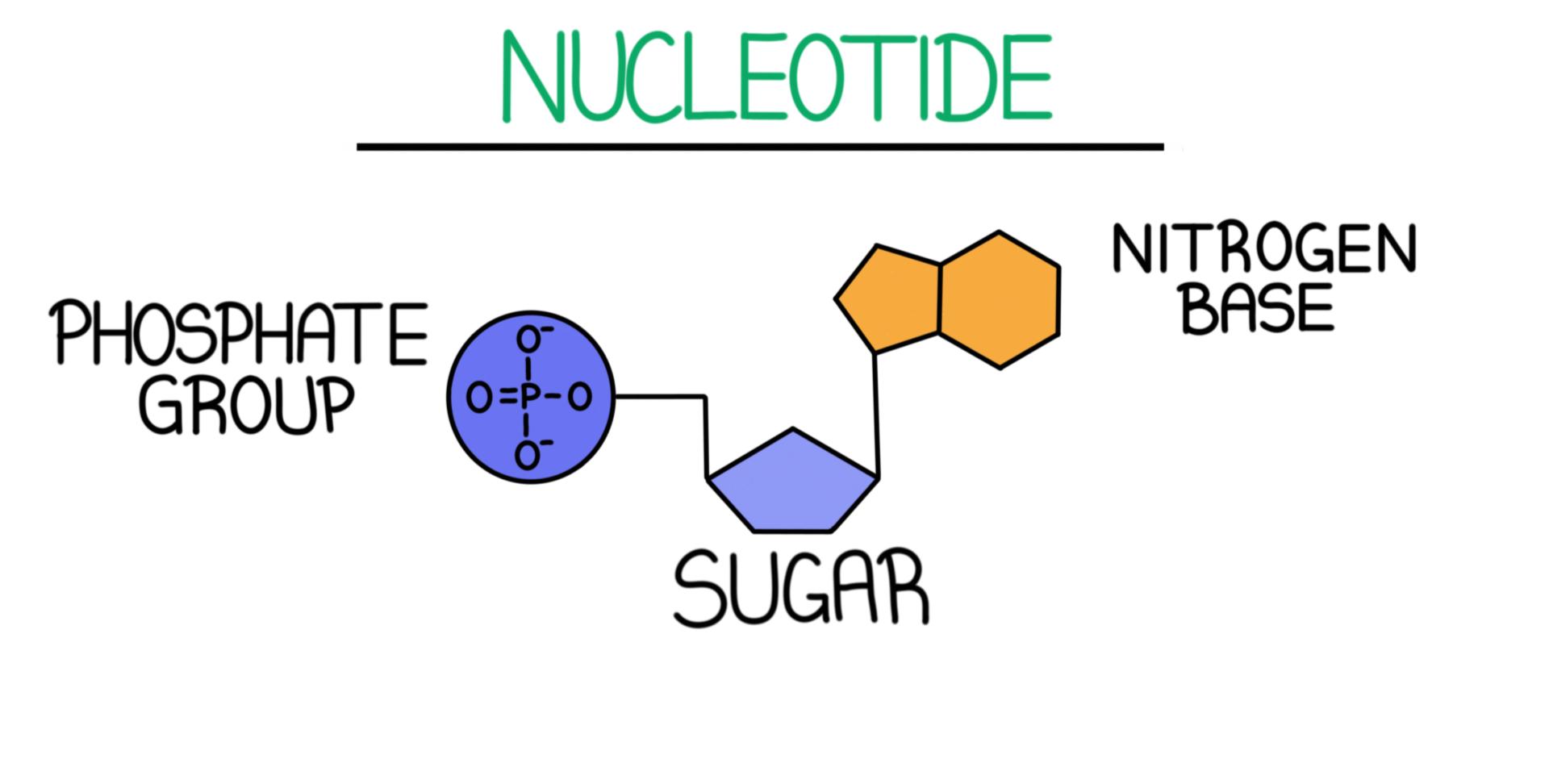 <p>Nucleotide</p>