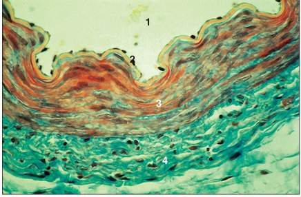 <p>name of histologic slide:</p><p>Specie:</p><p>Parts</p><p>1.__ 2. __ 3.__ 4.__</p><p>Stain Used:</p>