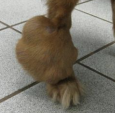 <p>Which neoplasia is most commonly found in the skin in dogs?</p>