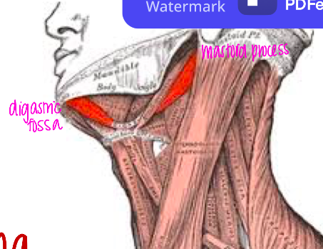 N →

Posterior Belly: Cervical branch of the Facial Nerve (CN VII)

Anterior Belly: Nerve to Mylohyoid (CN V) 

\
A → 

Elevates the Hyoid Bone and depresses the Mandible when Hyoid is flexed.