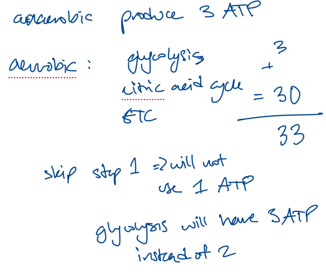 <p>33 ATP</p>