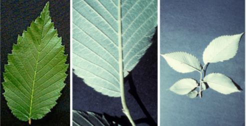 <p>Alternate, simple leaf, sharply doubly serrate margins with inequilateral base. </p>