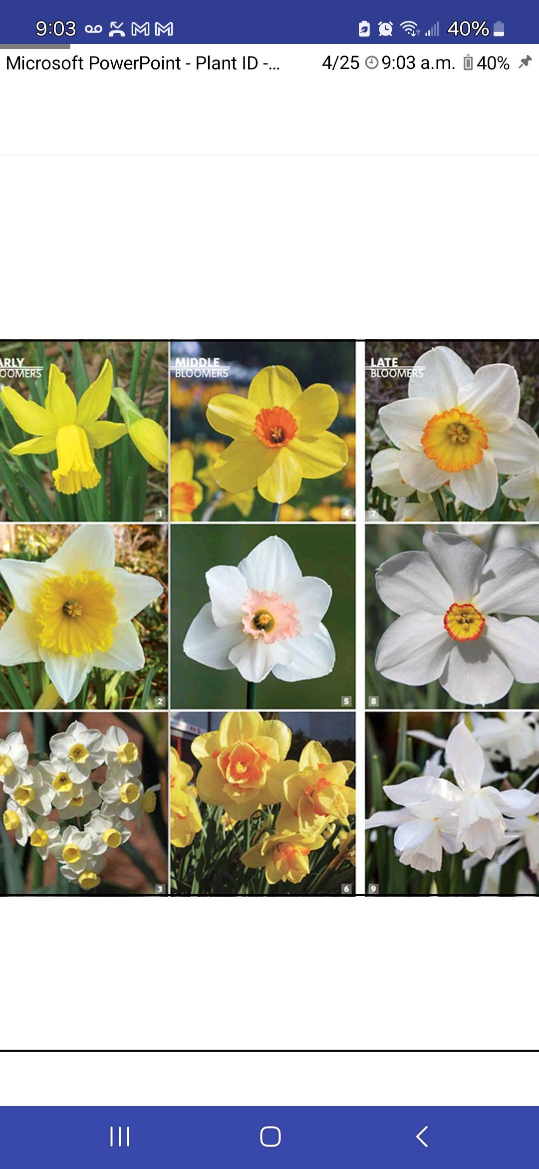 <p>Narcissus spp., Amaryllidaceae</p>