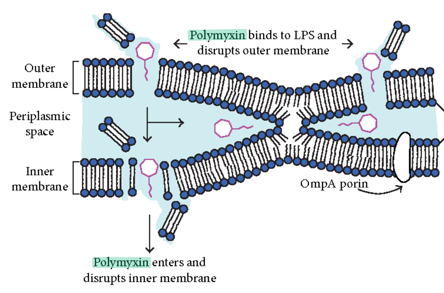<p>Disrupts cytoplasmic membranes of gram-negative BACTERIA</p>