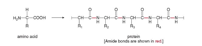 <p>biomolecular polymers that contain many amide bonds, formed by joining amino acids. </p>