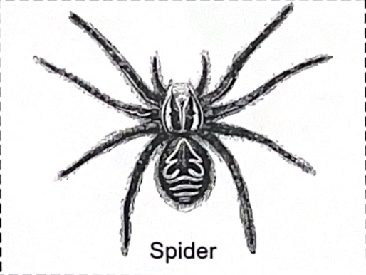 <p>spider SP</p>