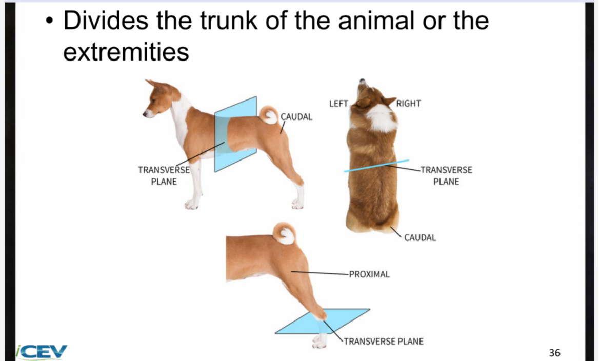 <p><span>Divides the trunk of the animal or the extremities</span></p>