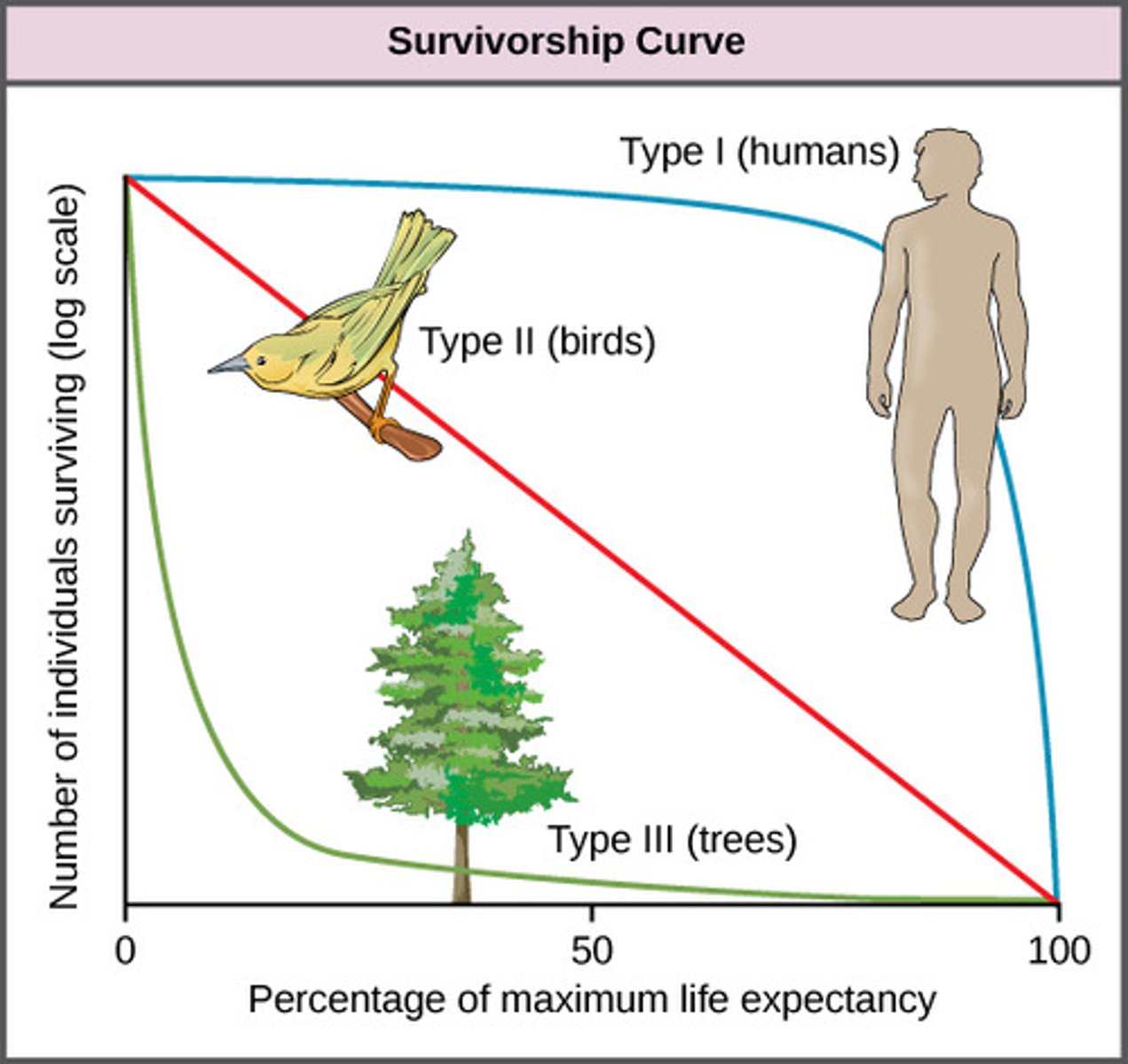 <p>survivorship curve</p>
