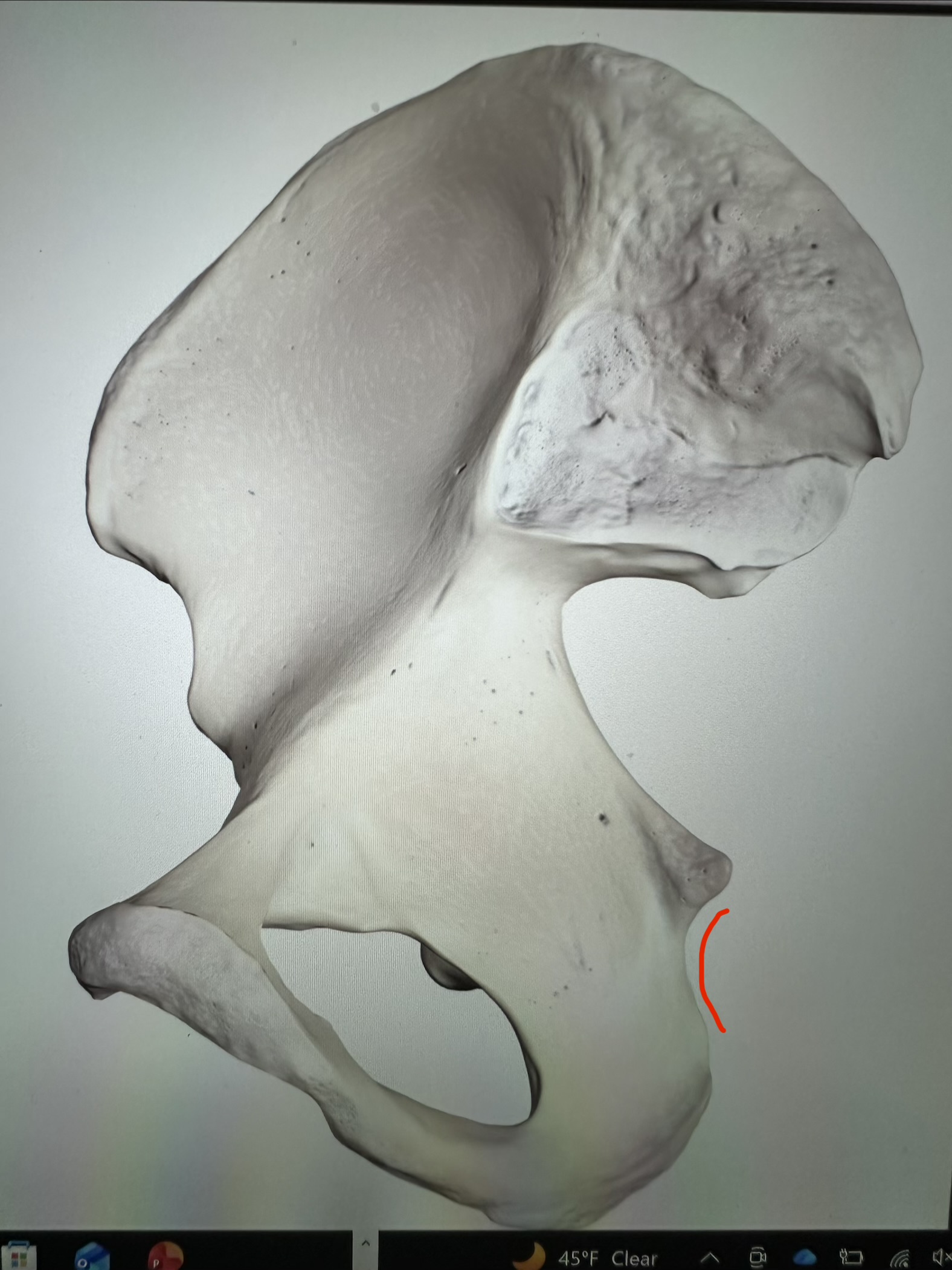 <p>os coxae, notch below ischial spine</p>