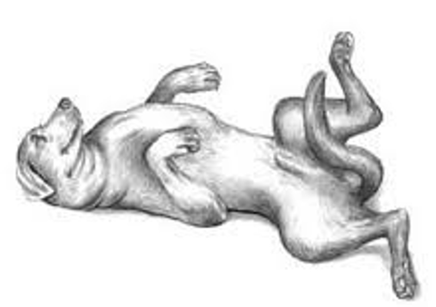 <p>Ventrodorsal (VD); the beam goes in the ventral portion (abdomen) and exits the dorsal aspect (the patient's spine)</p>