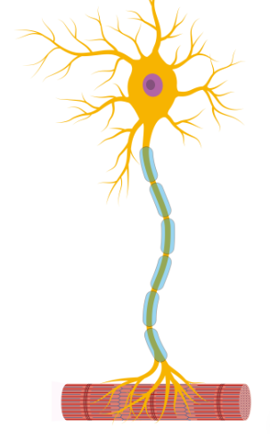 <p><strong>Neurons + synaptic transmission</strong></p><p>What’s a Motor Neurone?</p>