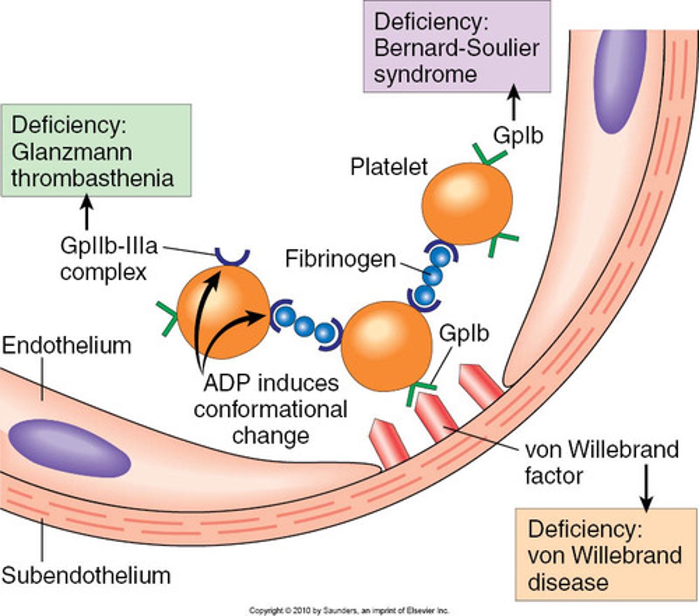 <p>activates clotting</p>