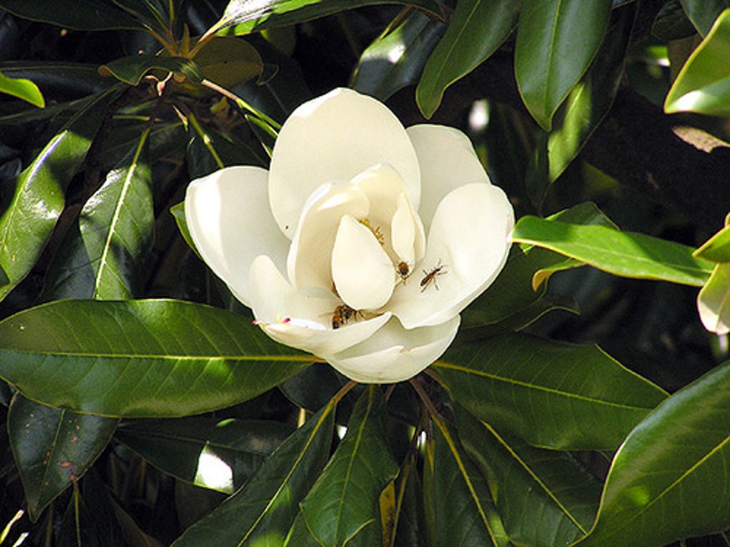 <p>A kind of flowering tree</p>