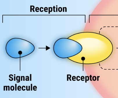 <p>The initial process by which a cell detects a signaling molecule </p><p>through a receptor.</p>