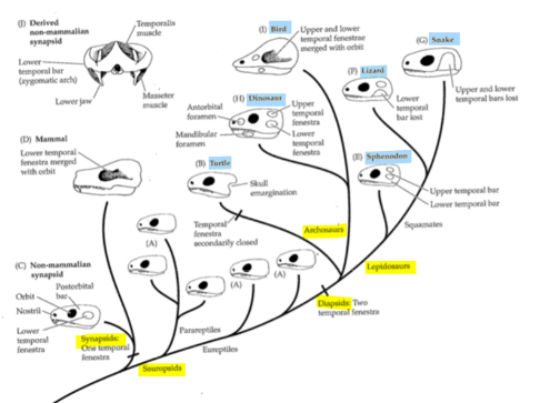 <ul><li><p>Turtles look anapsid but are actually diapsid (holes are just covered)</p></li><li><p><strong>Turtles</strong> are sister group to the Archosaurs</p></li><li><p><strong>Archosaurs</strong> are the crocodiles, birds, pterosaurs and dinosaurs</p></li><li><p><strong>Lepidosaurs</strong> are the tuatara (sphenodon), snakes and lizards</p><ul><li><p>these two groups diverged in the Permian</p></li></ul></li></ul>